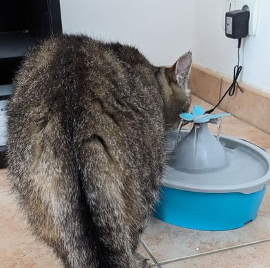 Image représentant une fontaine pour animaux de compagnie