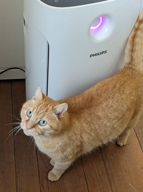 Un chat roux devant le purificateur d’air